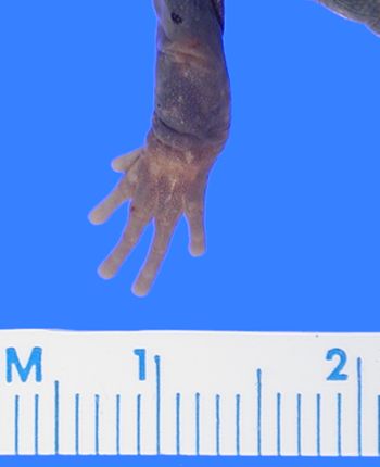 Media type: image; Herpetology A-4892